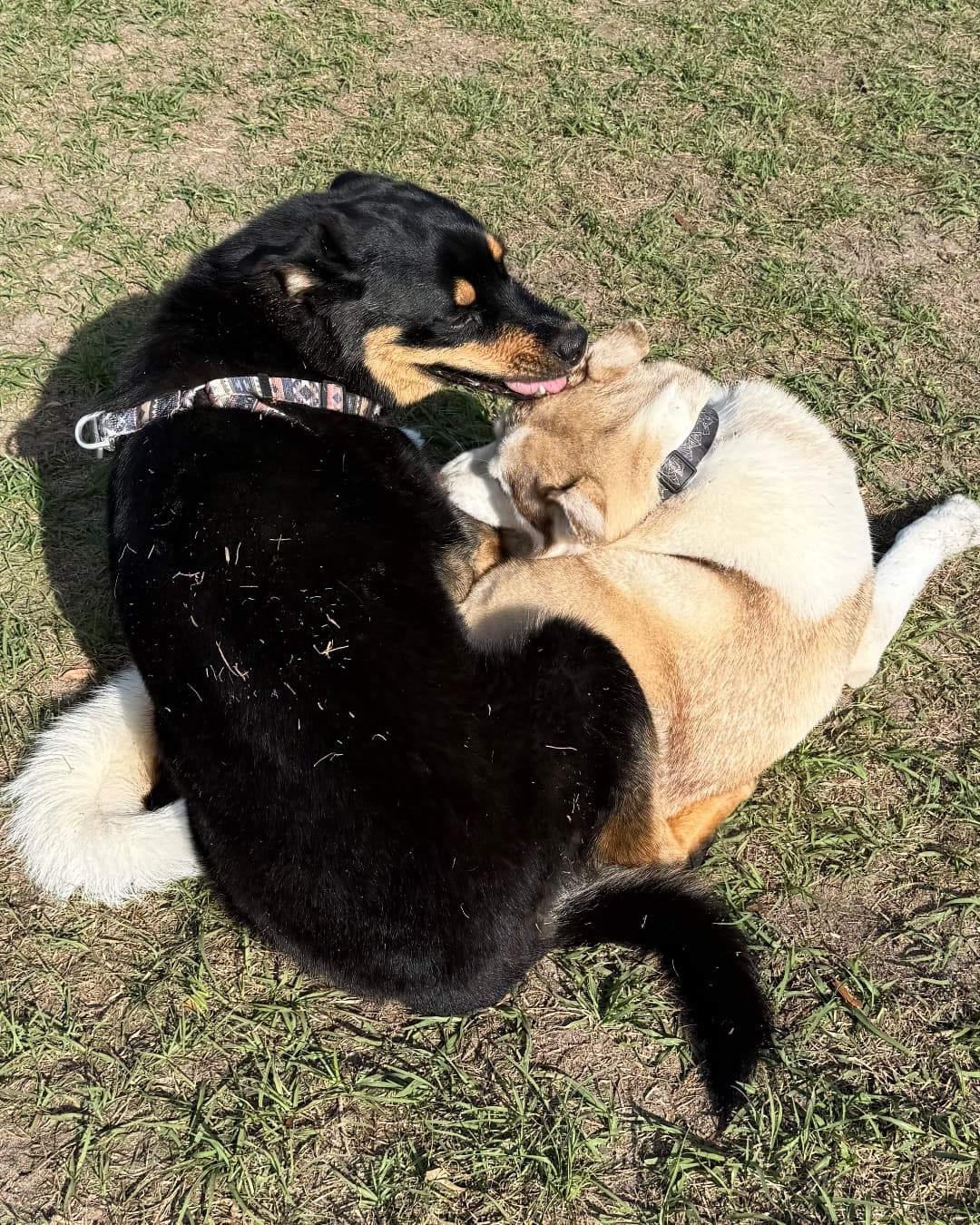 Brennan and a Rottweiler relaxing together in the grass
