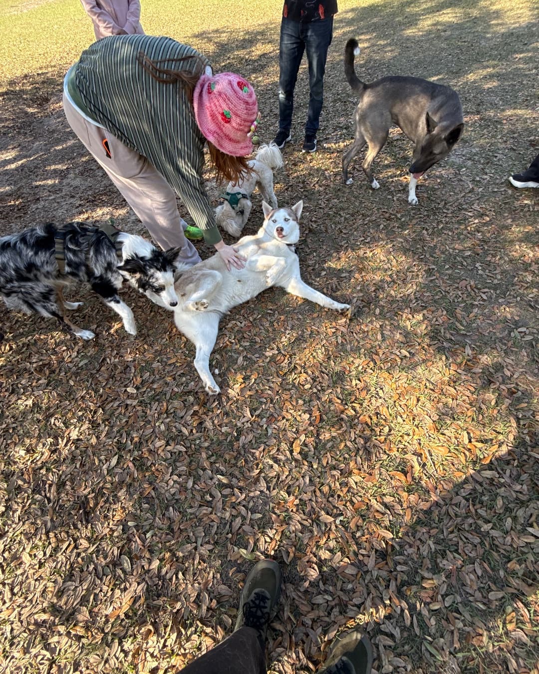 Brennan enjoying a belly rub with a group of dog friends gathered around