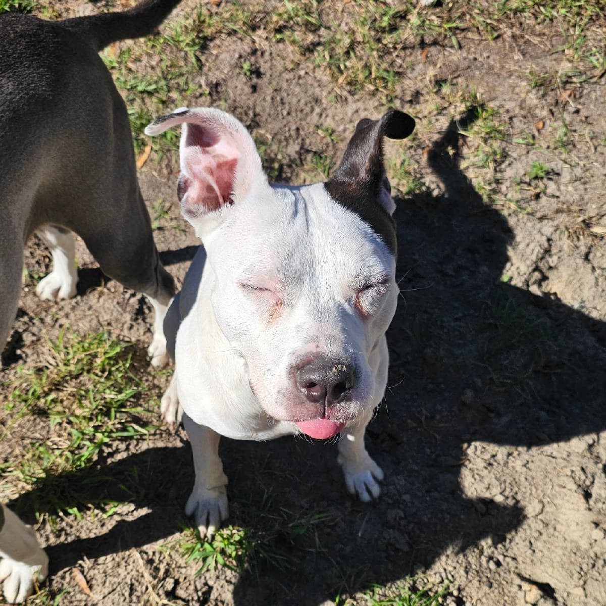 Perla