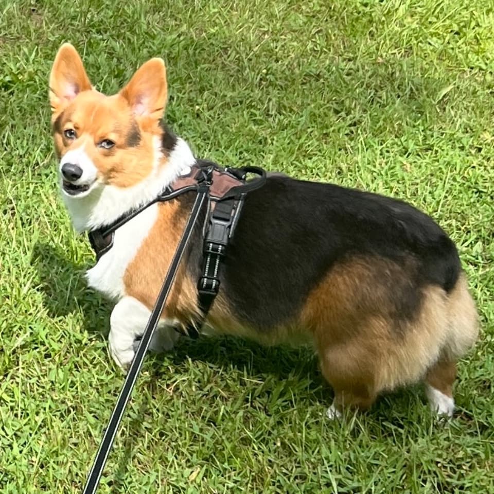 Luca