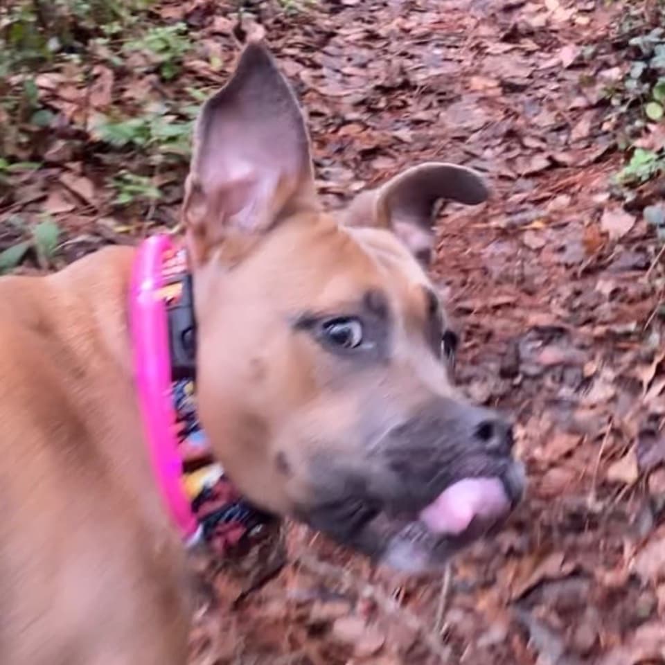 Cannoli