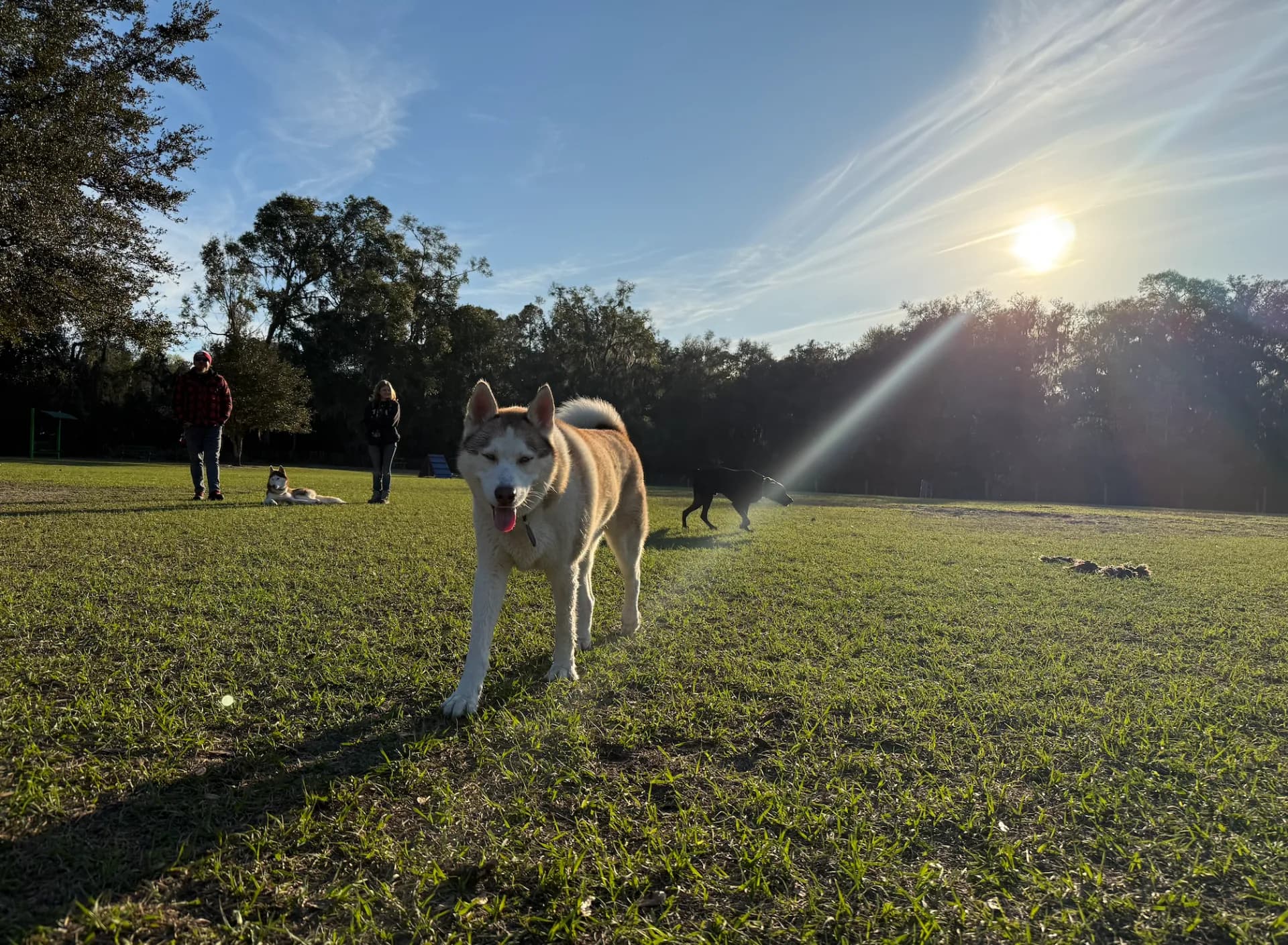 Brennan at Squirrel Ridge Park in the late afternoon sun