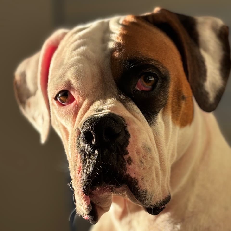 Lola