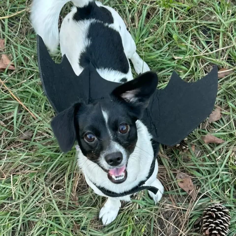 Moo moo
