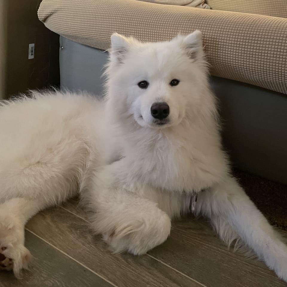 Kodiak