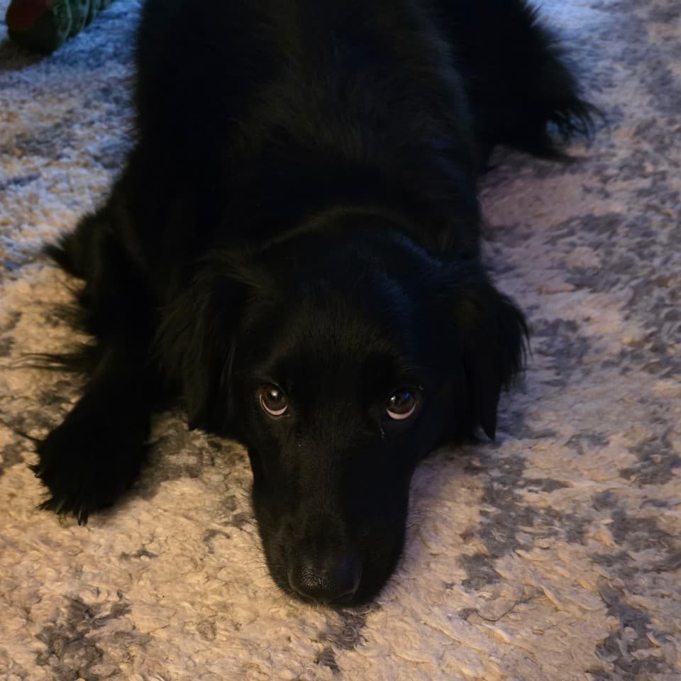 Obi