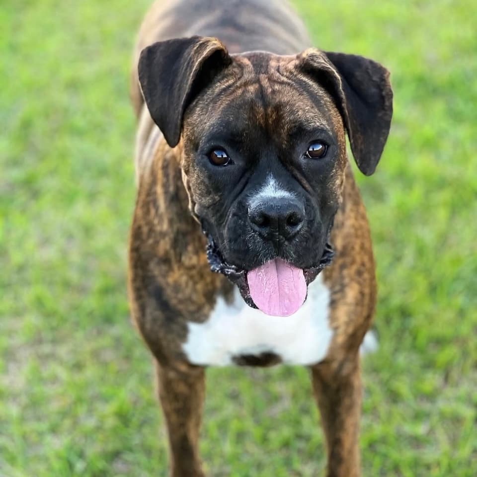 Piper