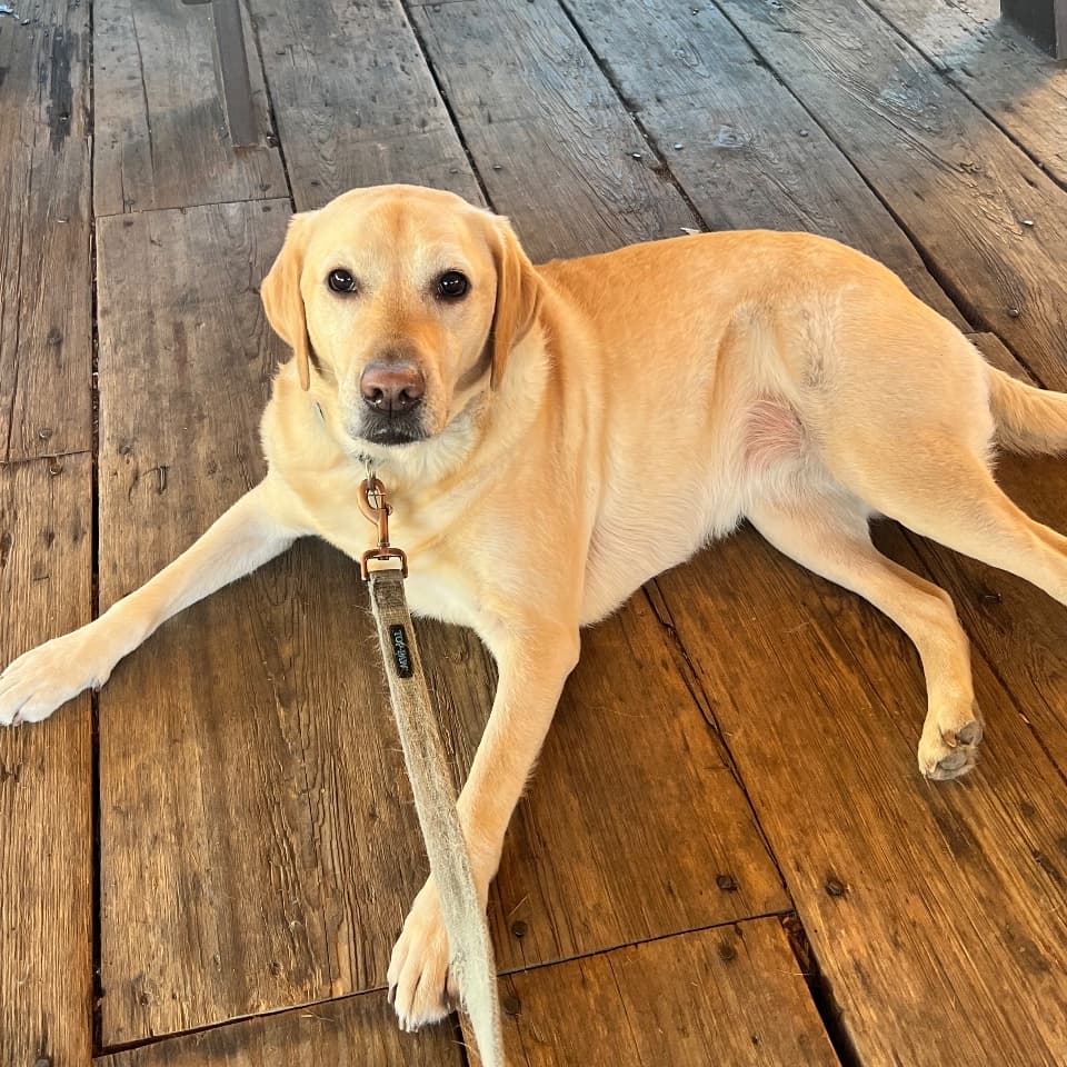 Harper