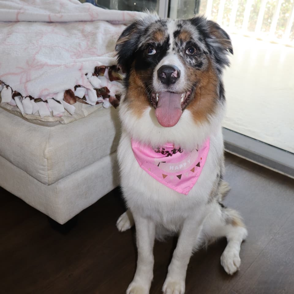 nova