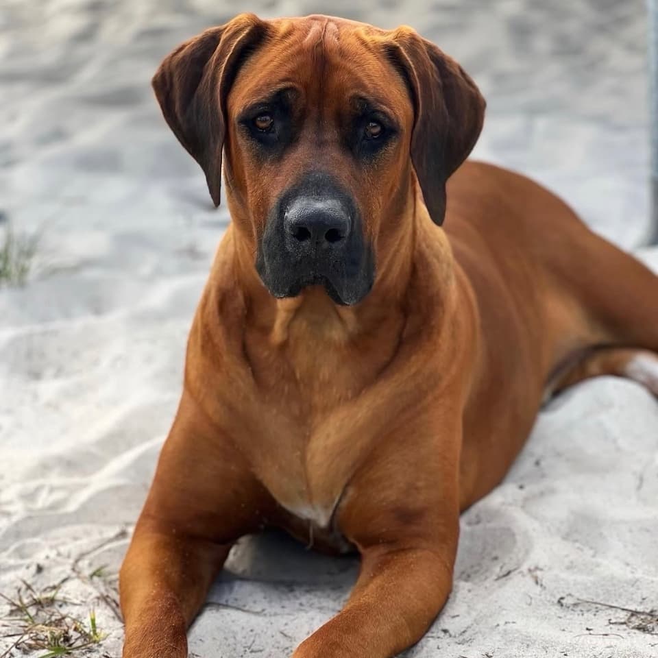 Silas