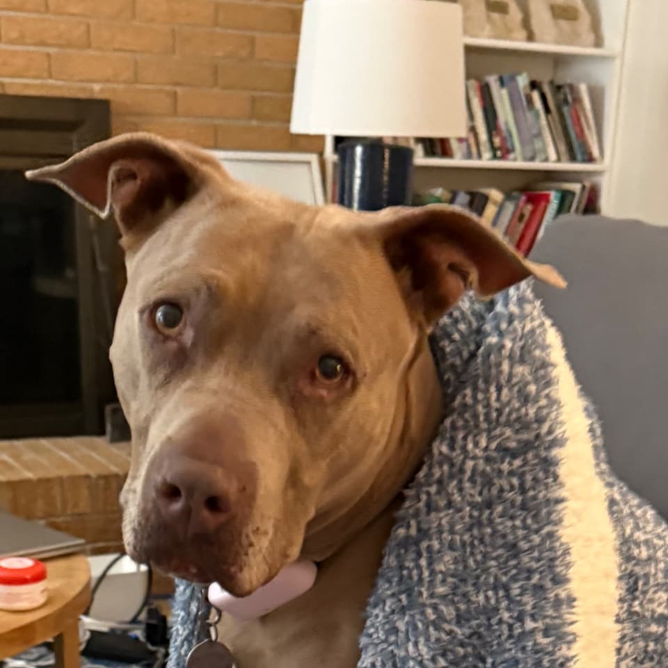 Tia