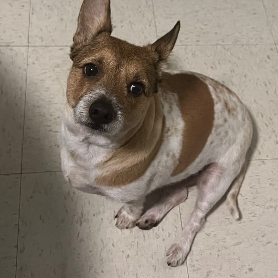 Eli