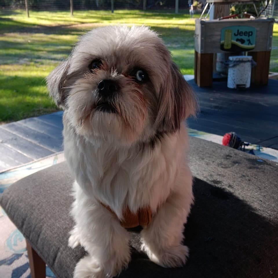 Puppy