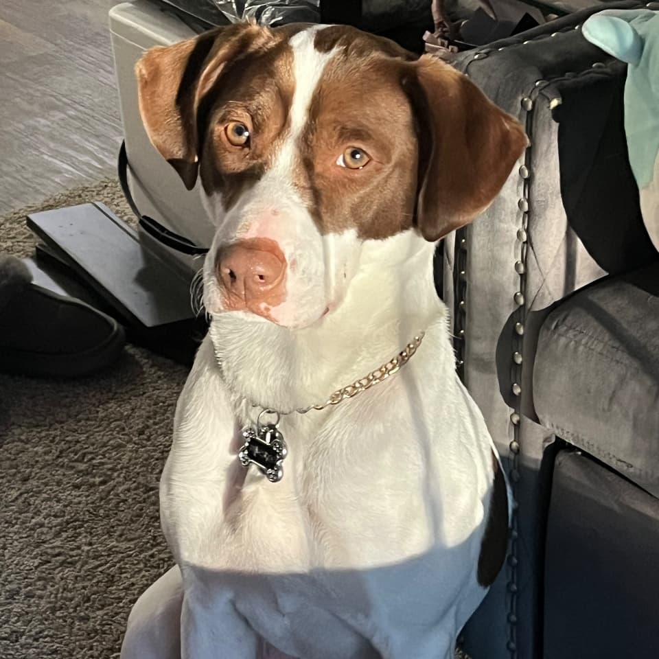 Penelope