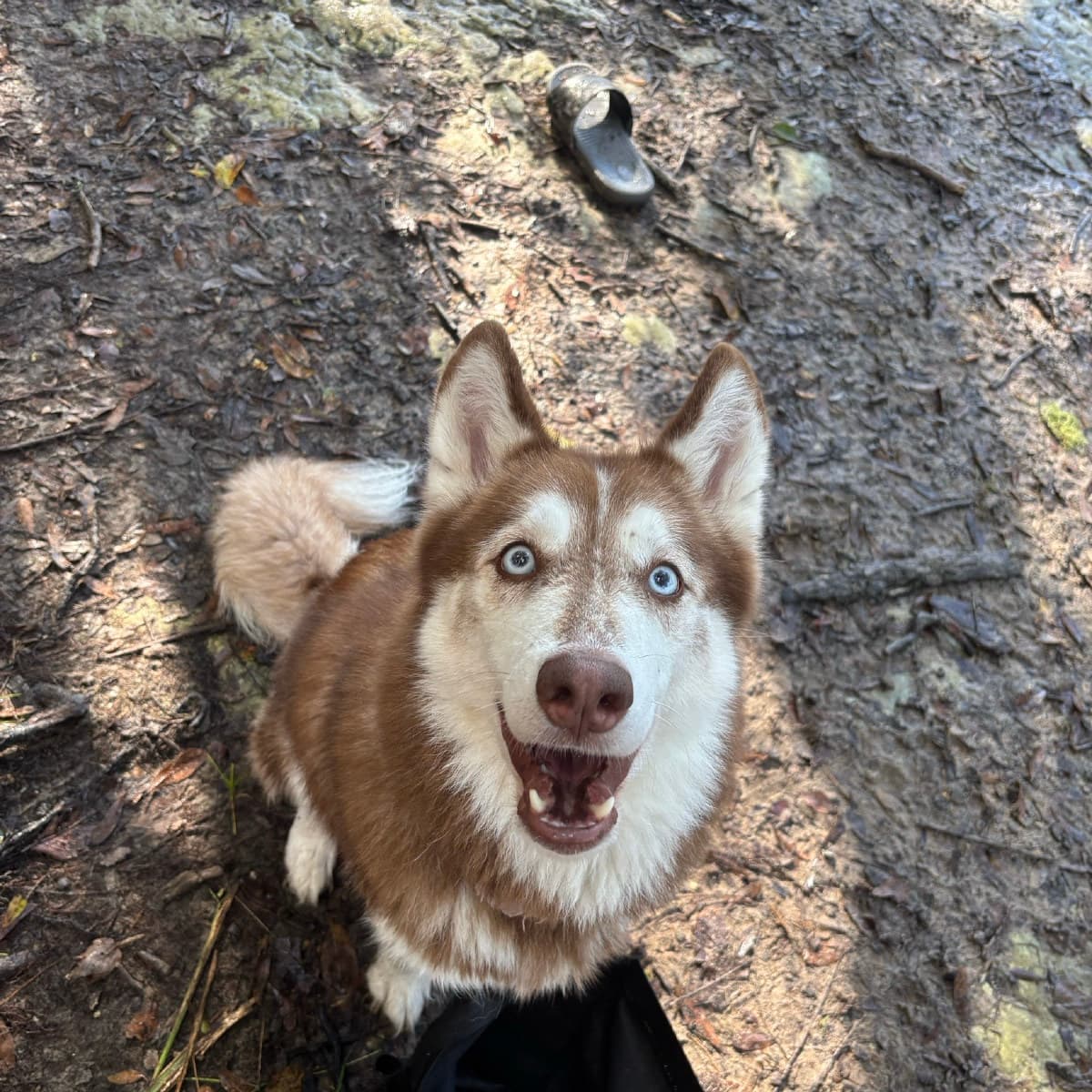 Athena