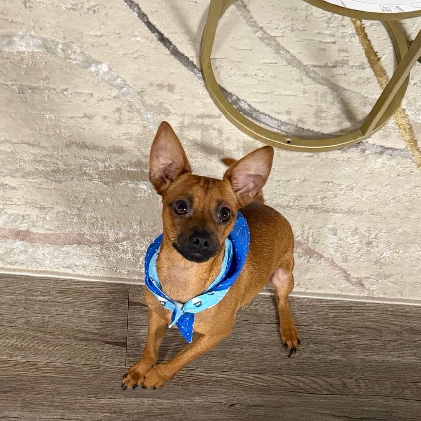 Rocko