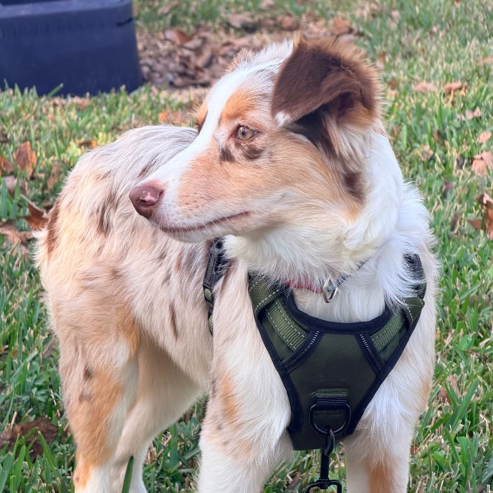 Apollo