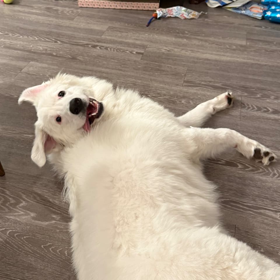 Koda