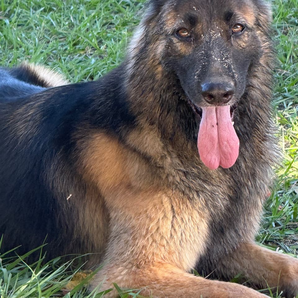Athena