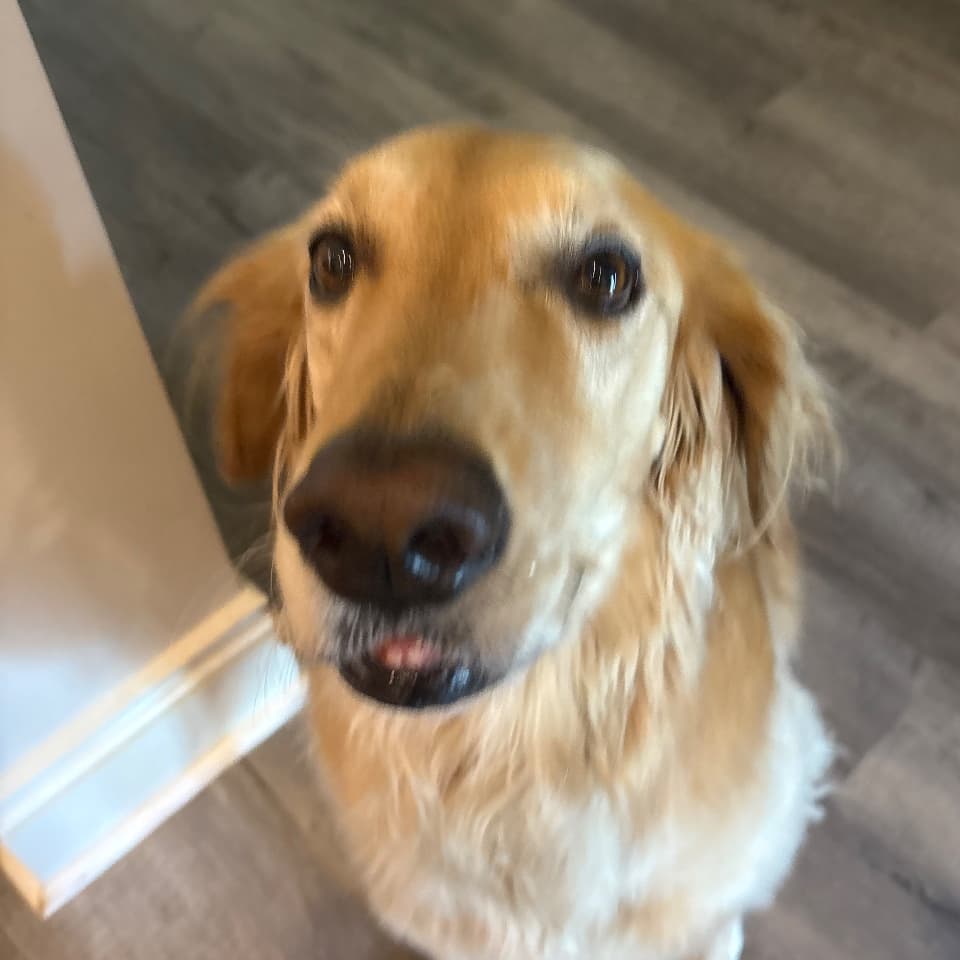 Zelda