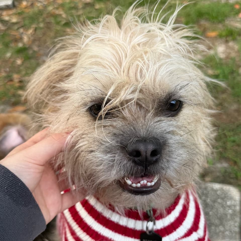 Gordie