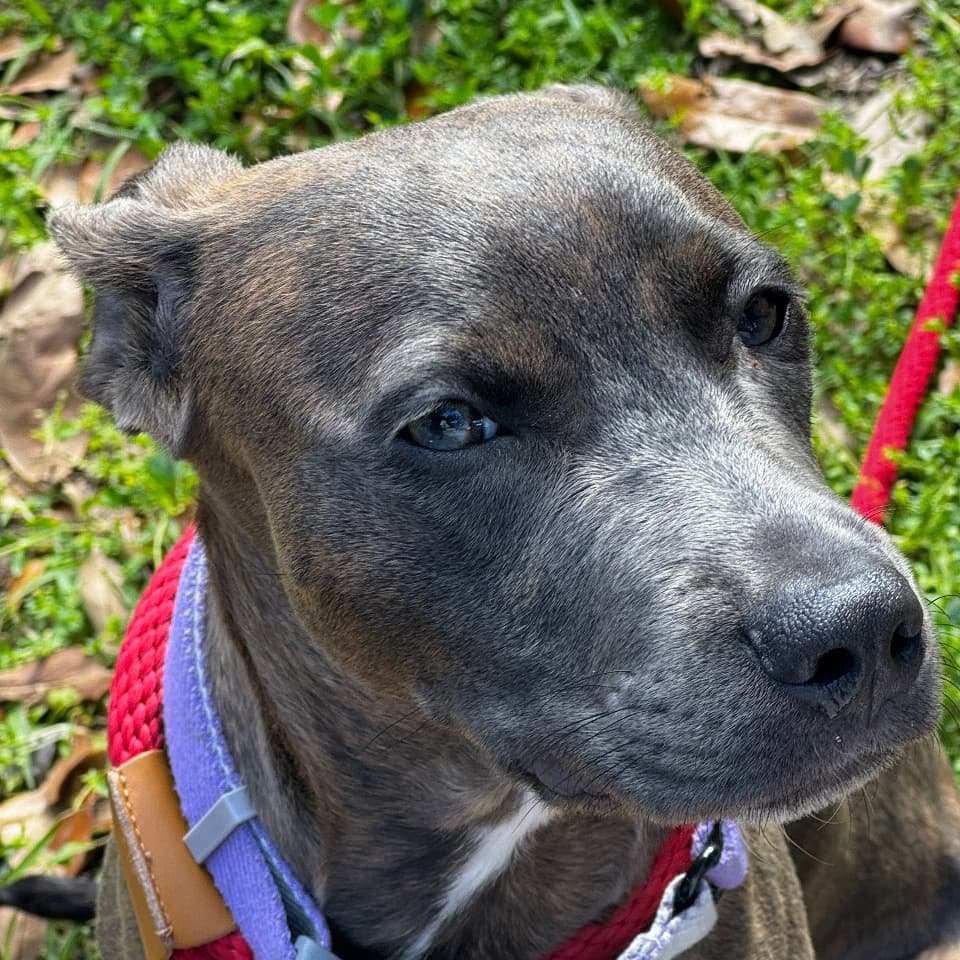 Leila