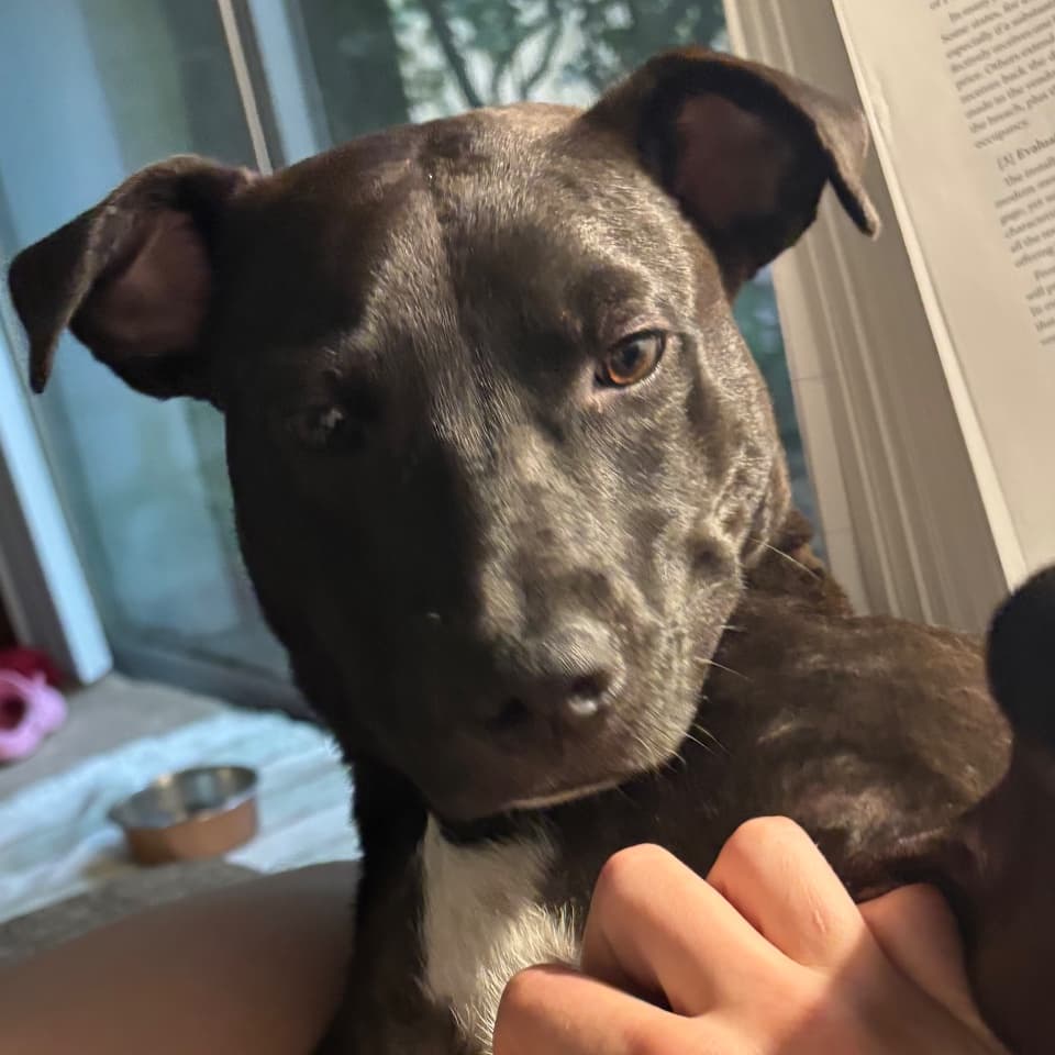 Koda