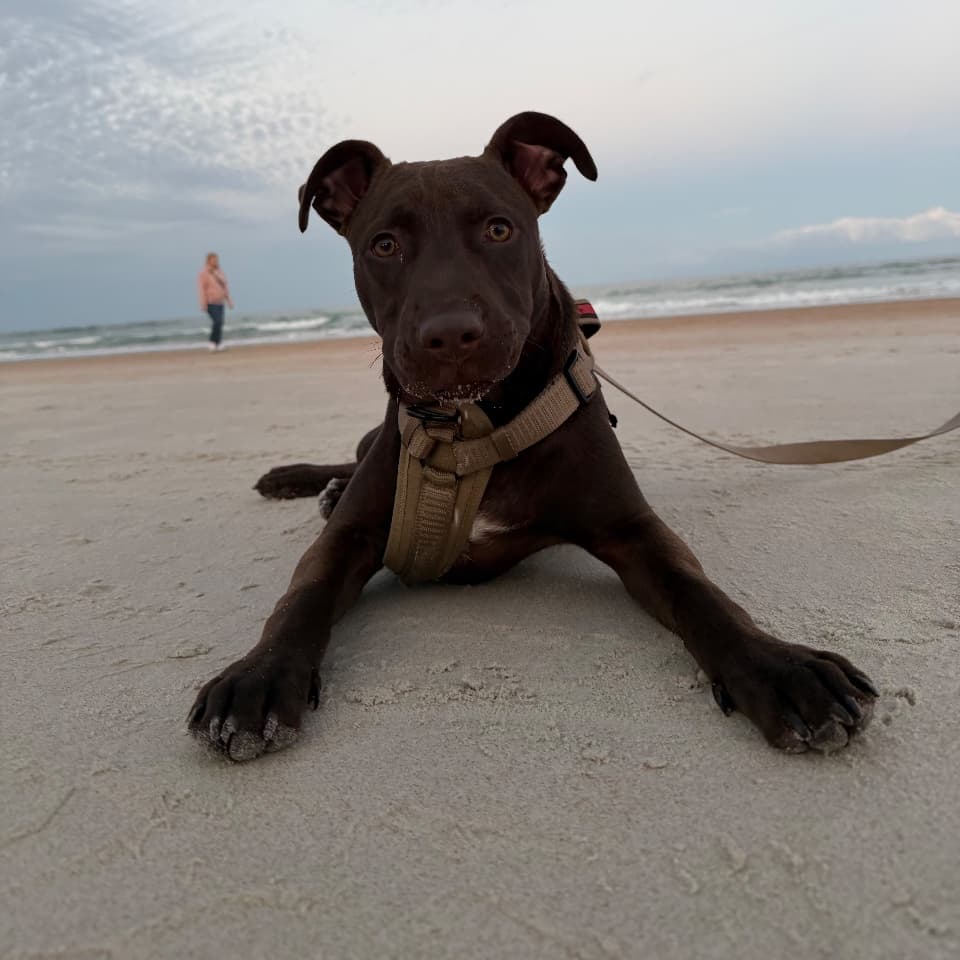 Obi