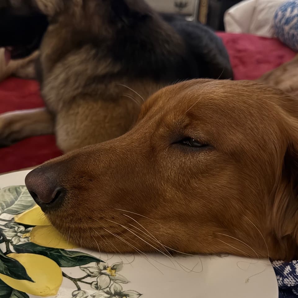 Goose