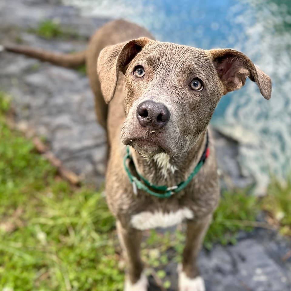 Gus Gus