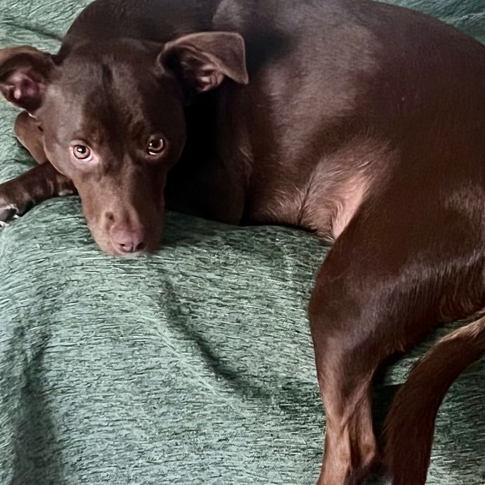 Piper