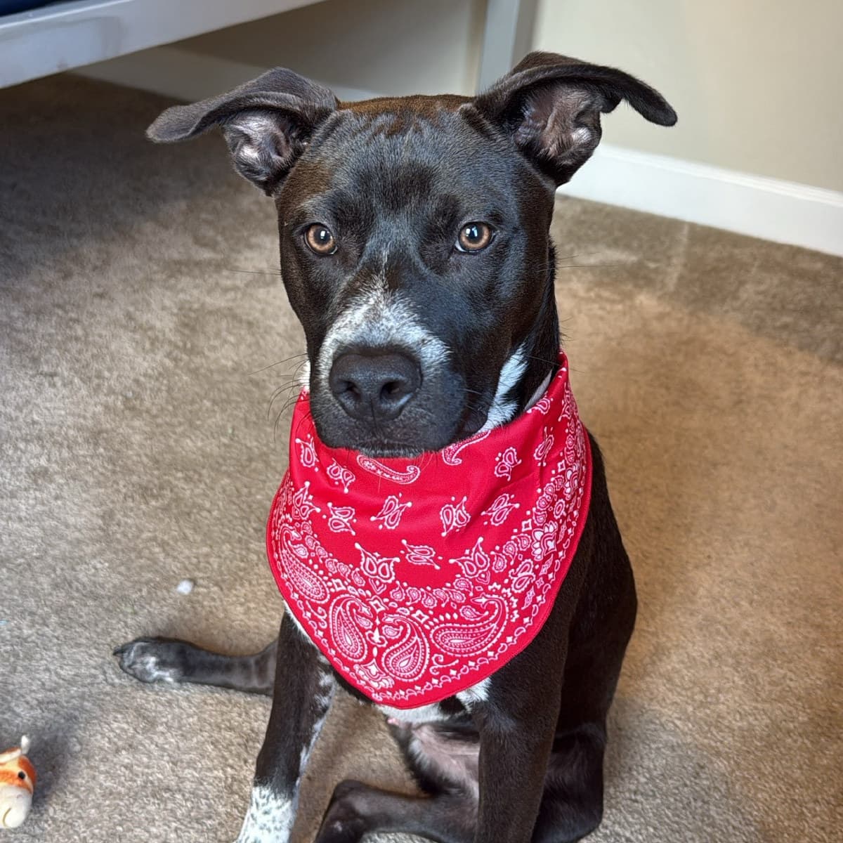 Bruno