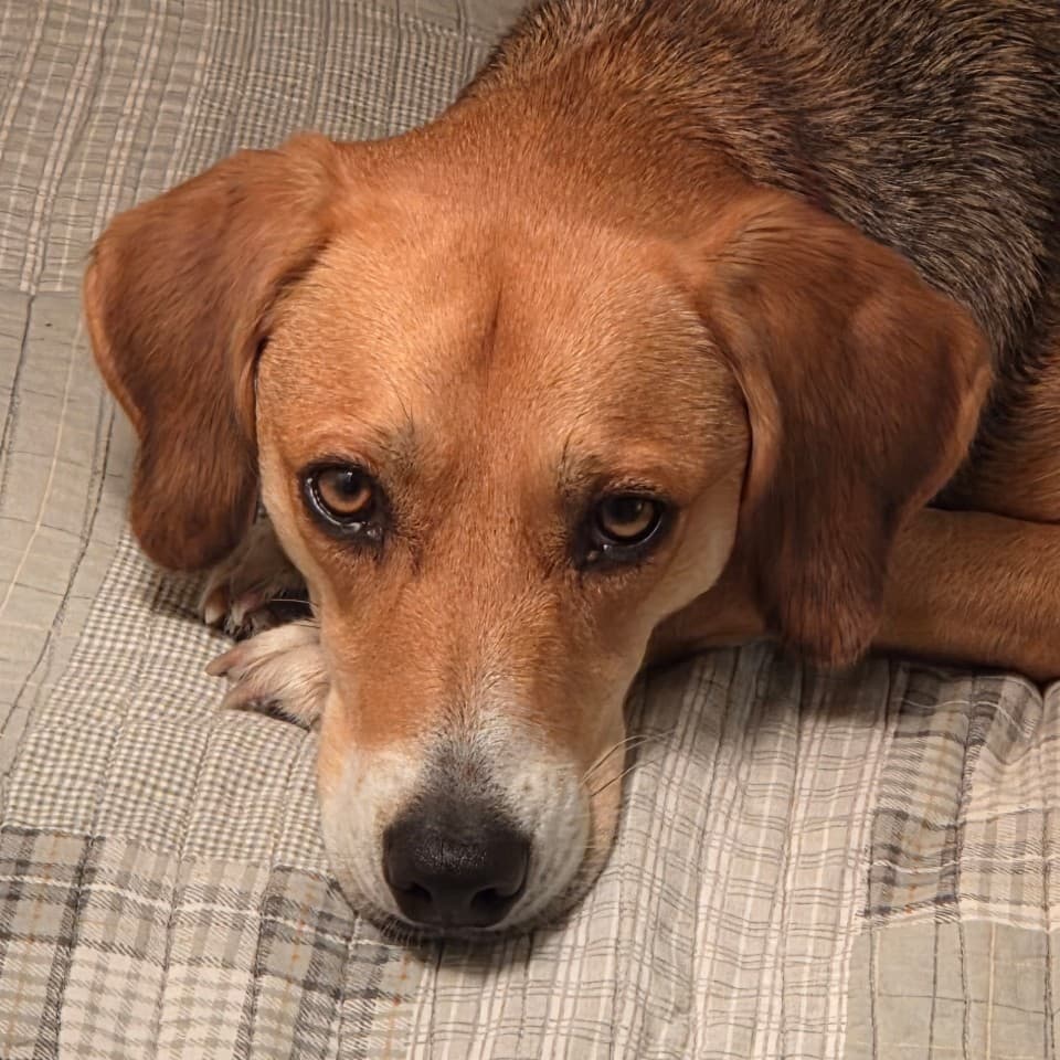 Beau