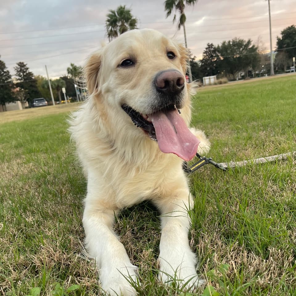 Maverick