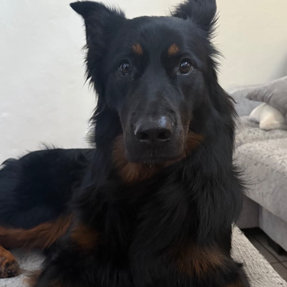 Koba