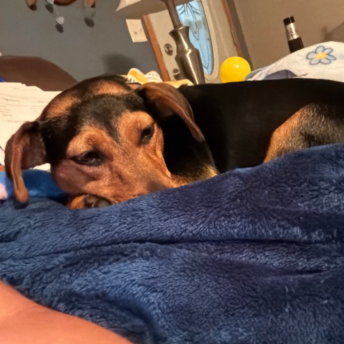 hazel