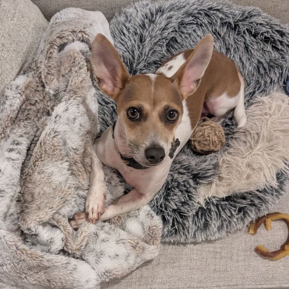 Gemma