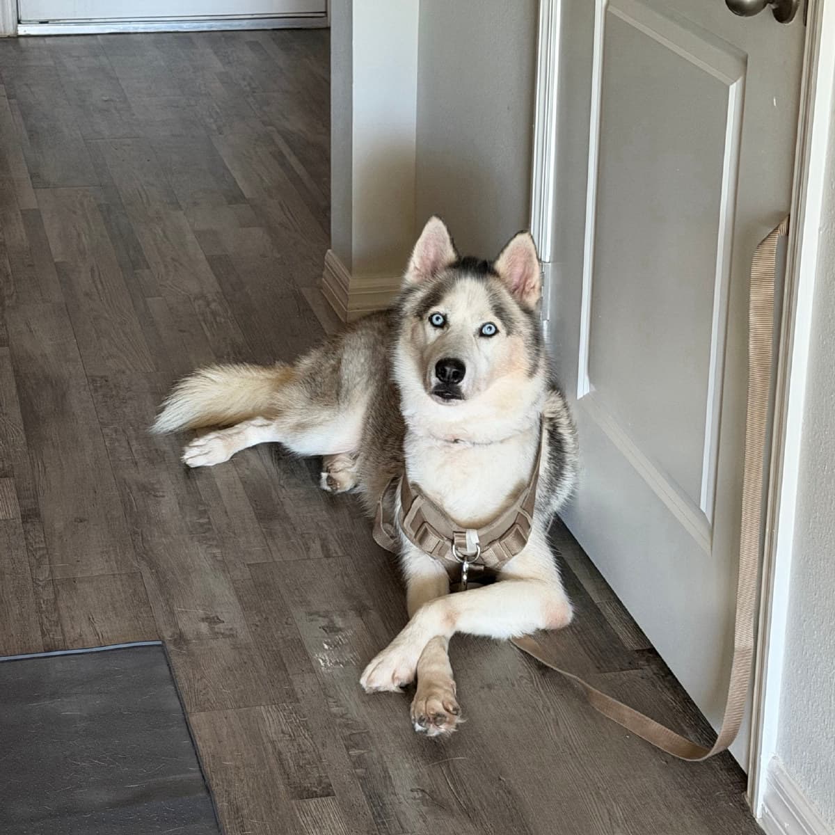 Zeus