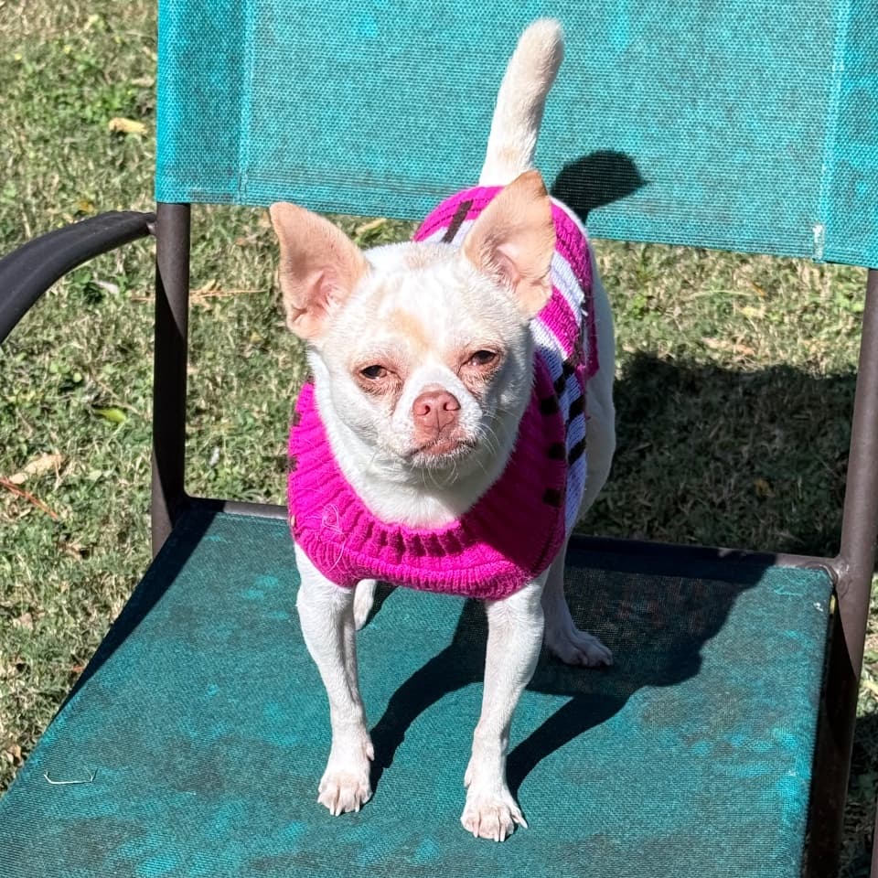 Chiquita Bonita Lolita