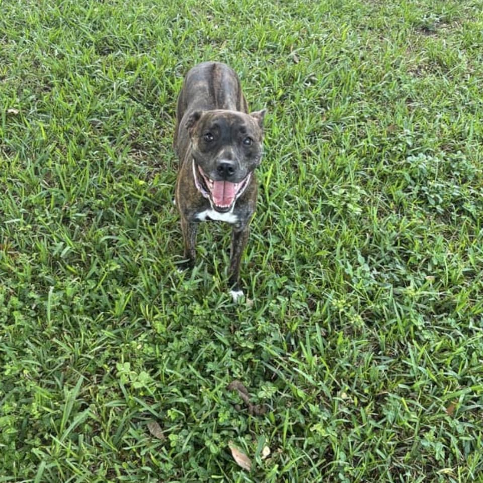 Sadie